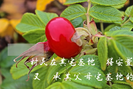 村民在其宅基地獲得安置補(bǔ)償之外又繼承其父母宅基地的安置補(bǔ)償利益，是否違背一戶一宅？